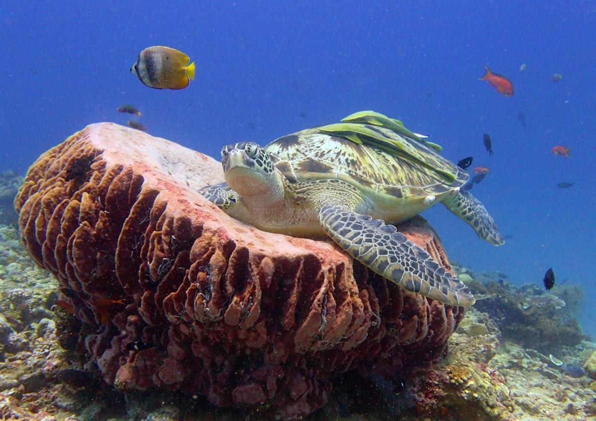Anema Wellness & Resort Gili Lombok - Diving Center Padi Tanjung  Eksteriør billede