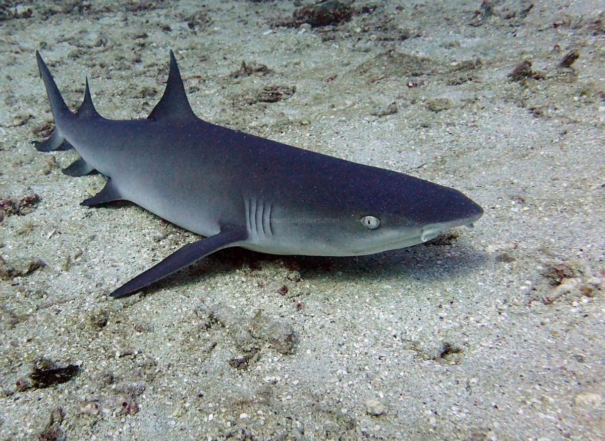 Anema Wellness & Resort Gili Lombok - Diving Center Padi Tanjung  Eksteriør billede